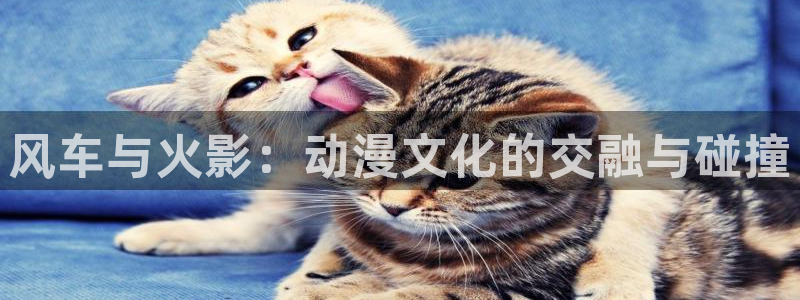禁漫天堂正版网：风车与火影：动漫文化的交融与碰撞